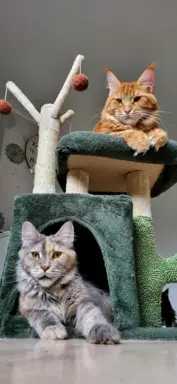 Hodowla - Deniland 8