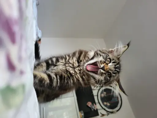 Hodowla - Deniland 9