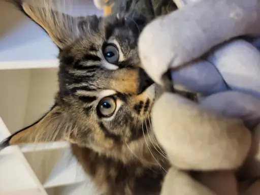 Hodowla - Deniland 10