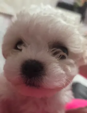 Hodowla - Angelic Puppies of The Beauty Quenn(FCI) 1