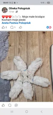 Hodowla - Angelic Puppies of The Beauty Quenn(FCI) 3