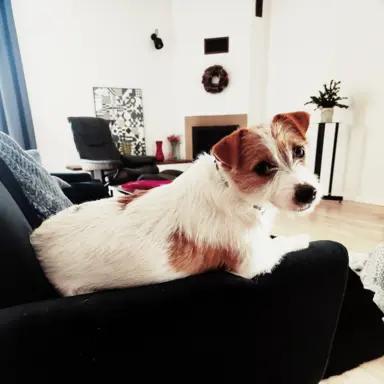 Hodowla - Burning Space FCI 1