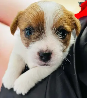 Hodowla - Burning Space FCI 2