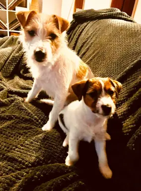 Hodowla - Burning Space FCI 4