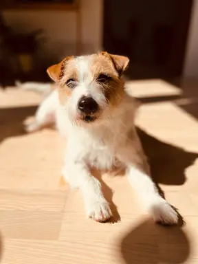 Hodowla - Burning Space FCI 5