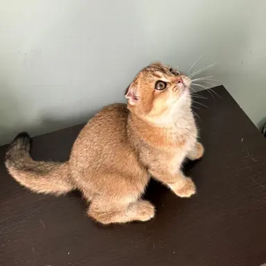 Hodowla - Przytulny Dom.Pl 2