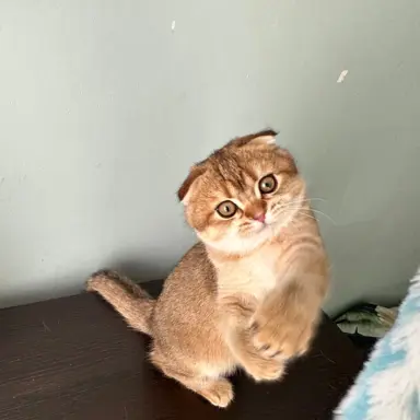 Hodowla - Przytulny Dom.Pl 3