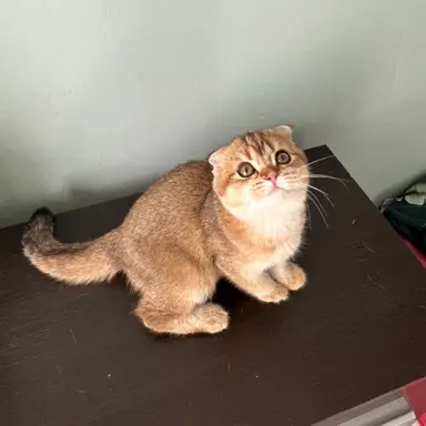 Hodowla - Przytulny Dom.Pl 1