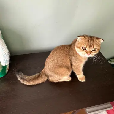 Hodowla - Przytulny Dom.Pl 4