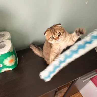 Hodowla - Przytulny Dom.Pl 6