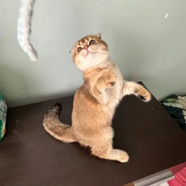 Hodowla - Przytulny Dom.Pl 5