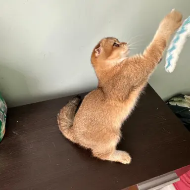 Hodowla - Przytulny Dom.Pl 7