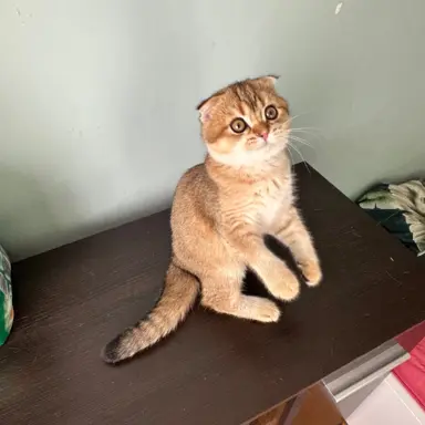 Hodowla - Przytulny Dom.Pl 8