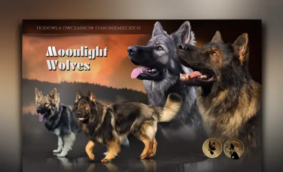 Hodowla - Moonlight Wolves 1