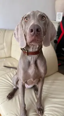 Hodowla - As it’s supposed to be 1