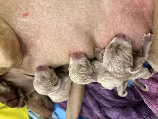 Hodowla - As it’s supposed to be 3