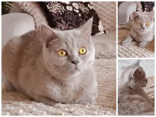 Hodowla - HOLLAND PRUSKI* PL 2