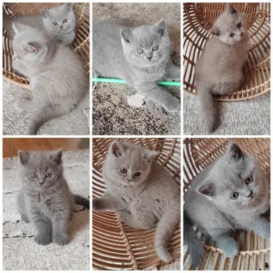 Hodowla - HOLLAND PRUSKI* PL 3