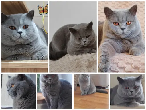 Hodowla - HOLLAND PRUSKI* PL 1