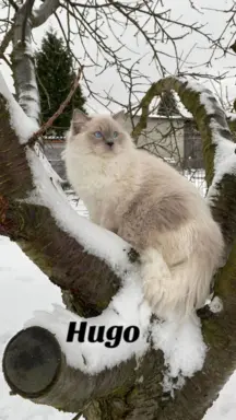 Arystokotragi 1