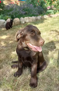 Mój Labrador PL 2