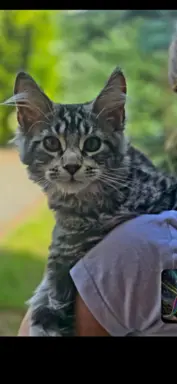 Hodowla - Maine Coon Nad Stawami 1