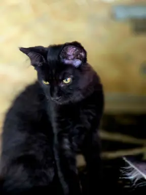 Hodowla - Maine Coon Nad Stawami 2