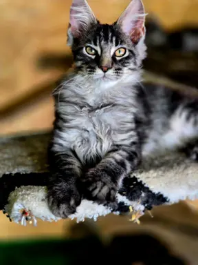 Hodowla - Maine Coon Nad Stawami 3