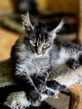 Hodowla - Maine Coon Nad Stawami 4