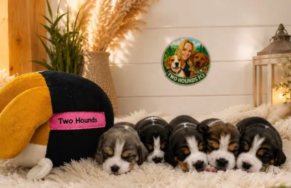 Two Hounds FCI 2