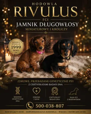 Rivulus 4