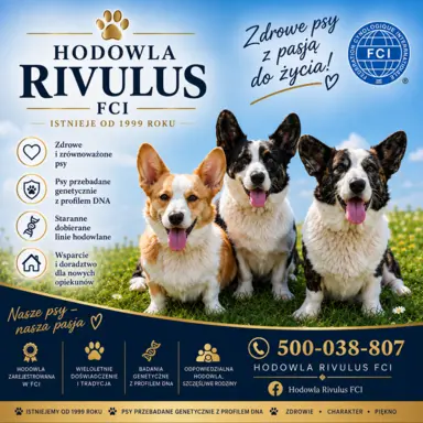 Rivulus 1