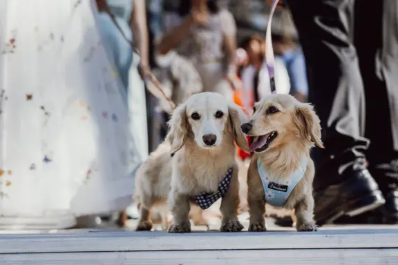 Hodowla - Dachshunds Von Creamshire 8
