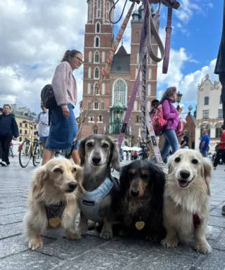 Hodowla - Dachshunds Von Creamshire 10