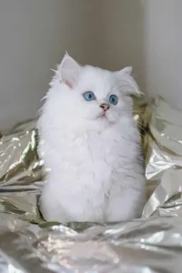 Hodowla - Diamond Kingdom 2