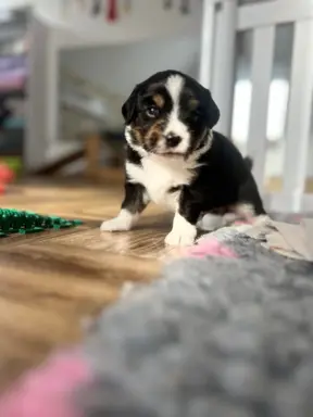 Hodowla - Amber Dog Bliss 1