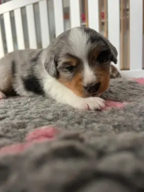 Hodowla - Amber Dog Bliss 12