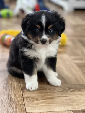 Hodowla - Amber Dog Bliss 13