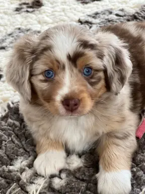 Hodowla - Amber Dog Bliss 14