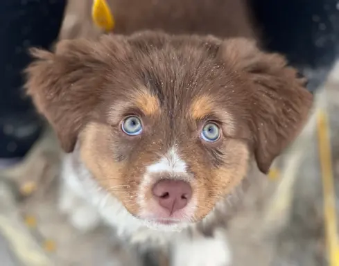 Hodowla - Amber Dog Bliss 15