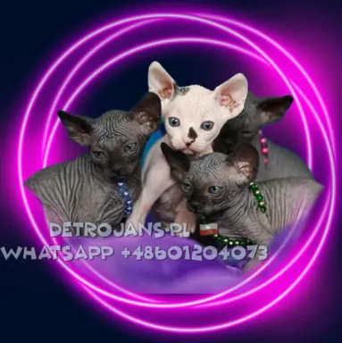 Hodowla - DeTrojanS* Pl 2