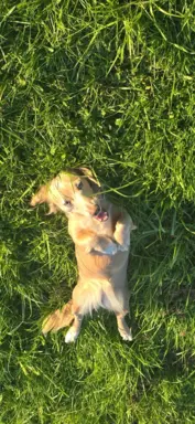 Hodowla - Dachshunds Von Creamshire 4