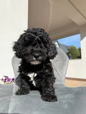 Hodowla - Sweet Pet 1