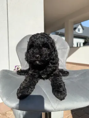 Hodowla - Sweet Pet 3
