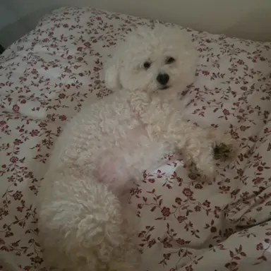 Hodowla - Chmurka z Folwarku 6