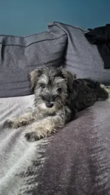 Bursztynowe szczenię 1