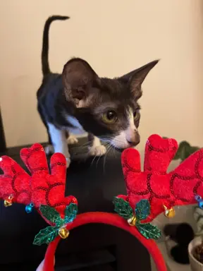 Hodowla - Coconut Cat*PL 5