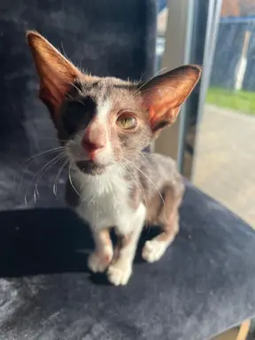 Hodowla - Coconut Cat*PL 9