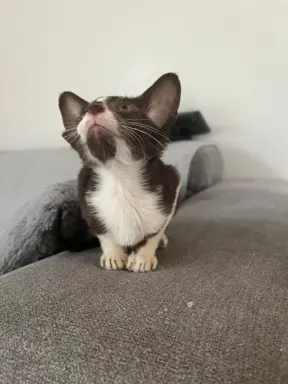 Hodowla - Coconut Cat*PL 8