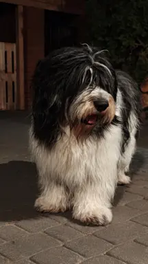 Hodowla - z Agaponu Polski Owczarek Nizinny FCI 1